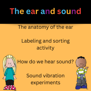 the human ear information and experiments