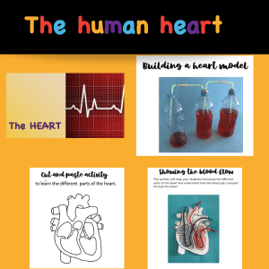 the human heart and heart activities